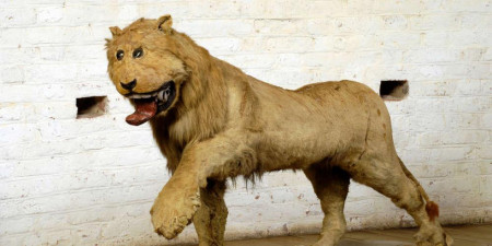 This 18th century taxidermy of a lion