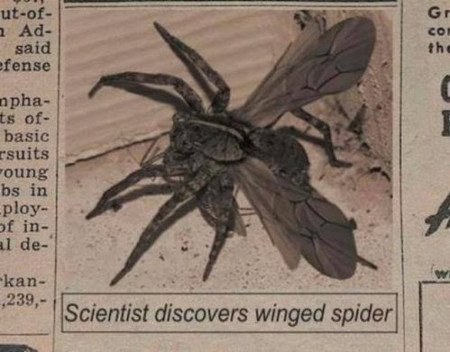 the winged spider