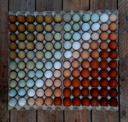 Neatly arranged eggs