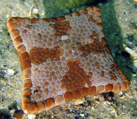 Birth defects caused this square starfish