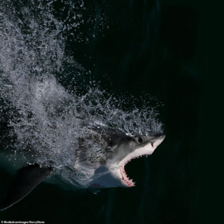 The Jaws of death: Close-ups of a great white shark in South Africa