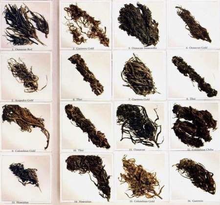 Weed Strains in 1977