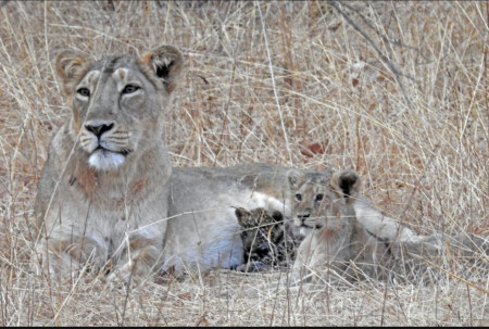 A rare sight documented by scientists: Lioness with her adopted leopard cub and biological lion cub in Gir national park, India