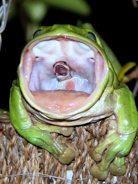 In Australia, someone took a photo of this snake&#039;s last attempt to avoid getting eaten