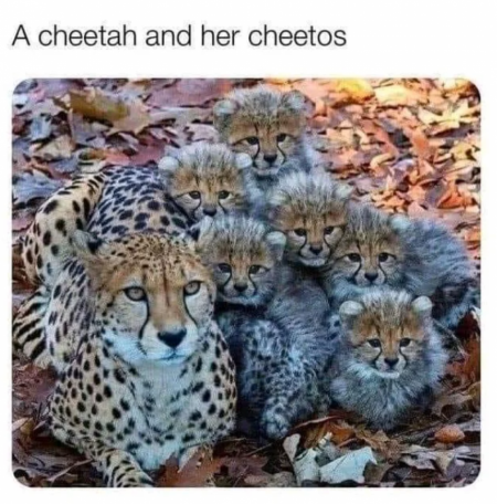 a cheetah with her love