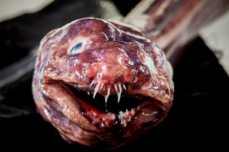 Ladies and Gentlemen, the newly discovered Congridae Eel