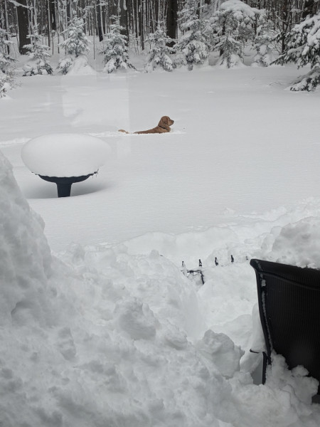 He plowed a path through the snow and now he&#039;s just sitting there, staring out into the woods, for the past 15 minutes