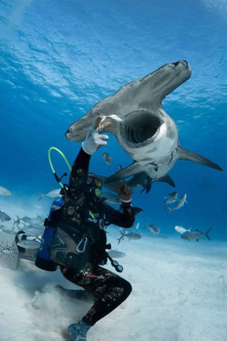 This image of a Hammerhead Shark that allows you to see the Ampullae of Lorenzini