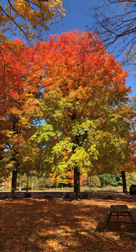 The color change on these trees