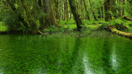 Maple Glade Trail in the Quinault Rainforst