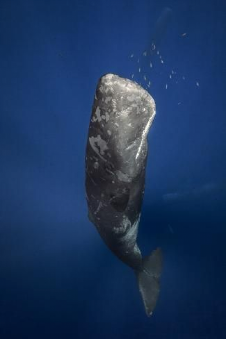 Sperm whale