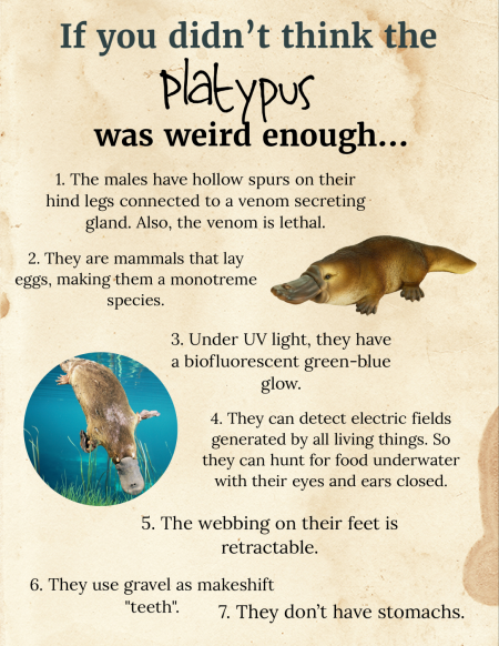 The Platypus is beyond Weird