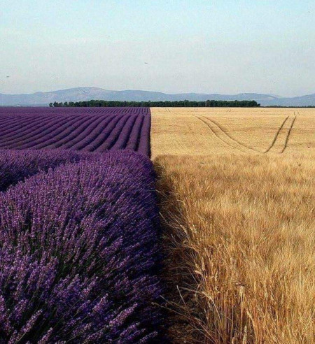 A lavender field next to a wheat field