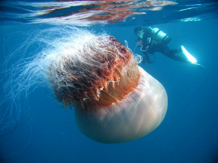 Sometimes I think Jellyfish aren&#039;t real and then I realize they are and I scream