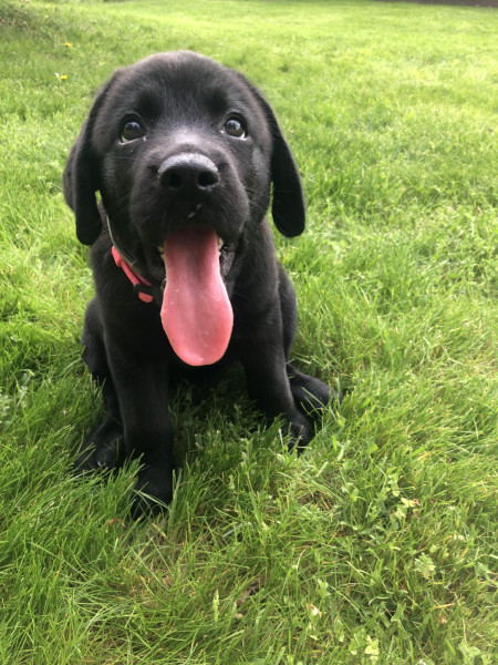 Smol pupper, big tongue