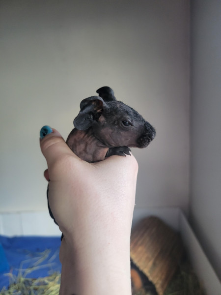 3 day old house hippo