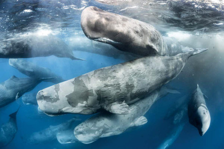 A pod of sperm whales cruising the open ocean