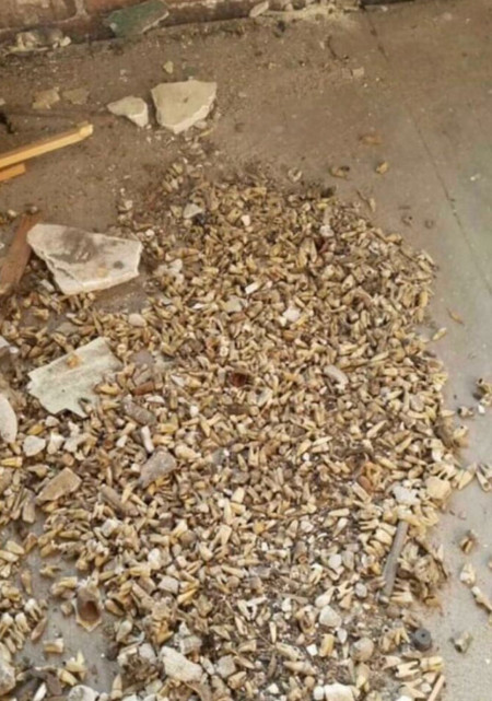 Human teeth found in the wall of a building formerly used by a Dentist in the early 1900s