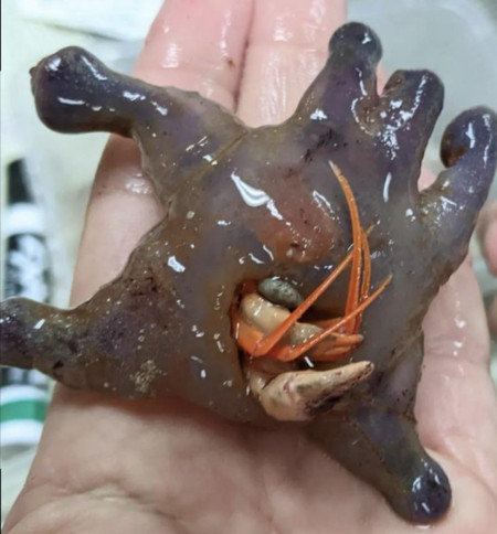 “Sea Dumpling” discovered off the coast of Western Australia. …. Deeply uncomfortable to look at