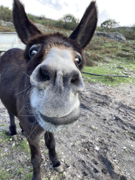 Just a friendly guy I met hiking yesterday. (Portugal)