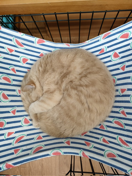 This cat curled up in a near-perfect circle 😸 ❤️