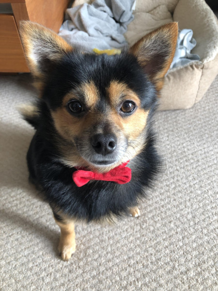 This esteemed gentledog wants to know if you’d be interested in going to his paw party! What say you?