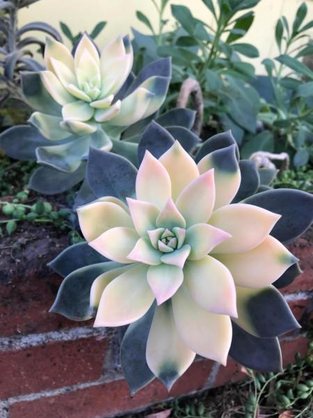 How this ghost plant succulent changes colors