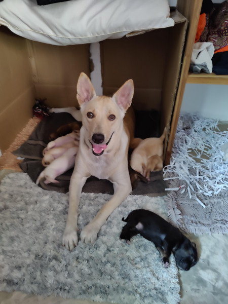 Maybe the happiest day of her storied life; Ripley with her fresh batch of belly bears: