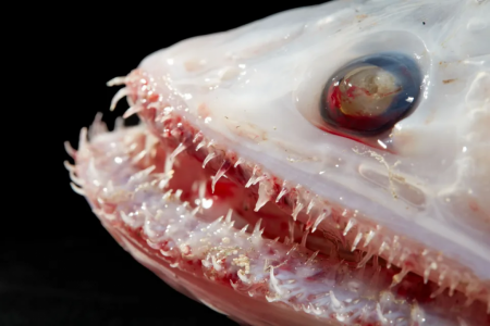 High-fin lizard fish, a denizen of the deep around 3 miles down