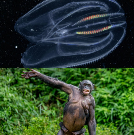 The comb jellyfish and bonobo ape are humans furthest and closest relatives