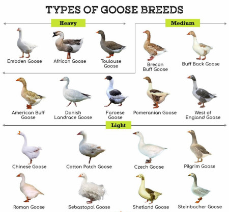 Types of Goose breeds