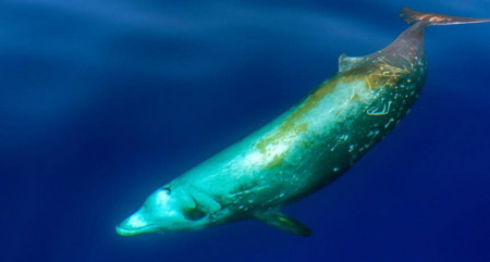 The Curvier’s Beaked Whale is known to be the deepest diving mammal. It is rare and hardly ever seen, but nonetheless a majestic animal