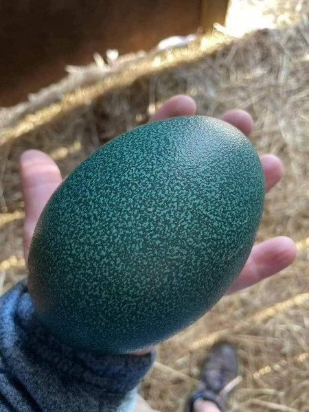 For anyone who has never seen an emu egg before