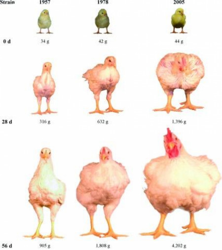 Growth of developing chicken size compared between 1957, 1978 and 2005