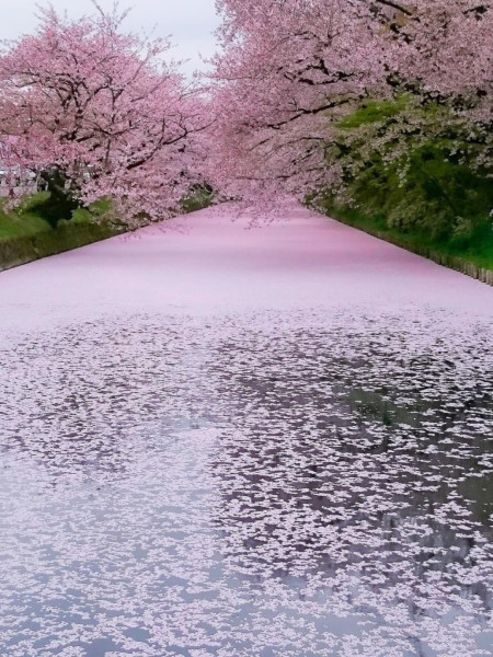 Cherry Blossoms at Hirosaki Park, Japan. CT@ Earth Pictures