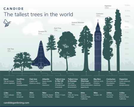 Tallest trees