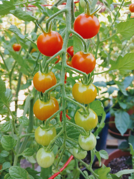 The beautiful color gradients of these tomatoes