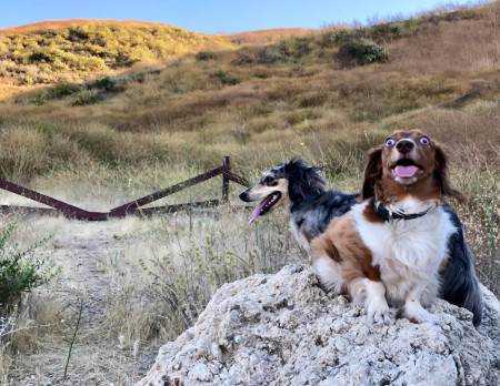 Fergus goes hiking