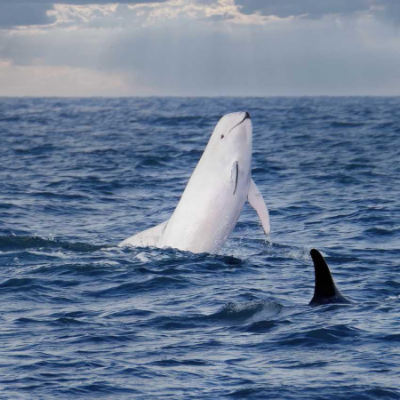 A wildlife photographer captured a super rare white Risso&#039;s dolphin off the coast of California