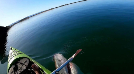 Kayaker has a close encounter with a Great White, NSW (Australia)