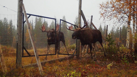 Two elk looking at each other over the Finnish-Russian border