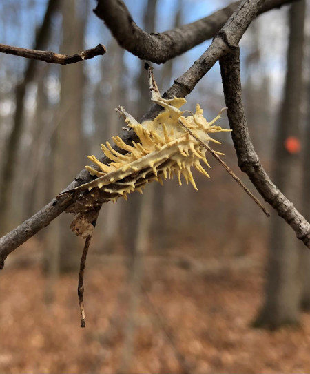 Freaky noctuid moth with Cordyceps fungus 11/19/22 SE PA