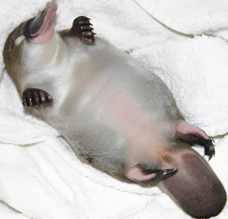 Baby platypus