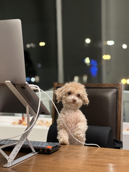 Junior Software Dogeloper on call!