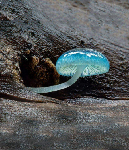 The beautiful blue shading on this mushroom