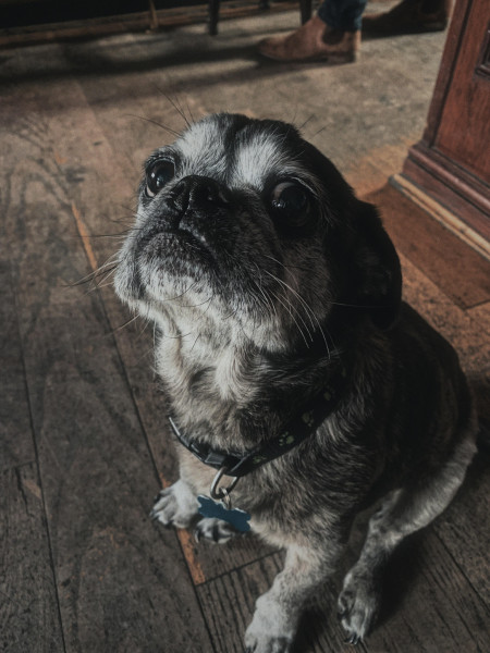 Old boy pupper is still the goodest of regal puppers 🐶