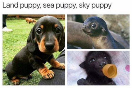 The Elemental Puppies