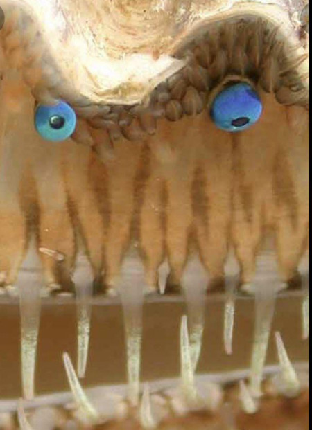 Close up of a scallop’s eyes and teeth