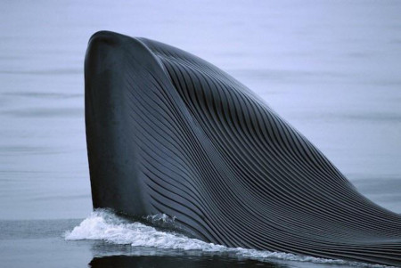 The detailed jaw of a blue whale has many grooves, allowing it to expand and swallow more prey