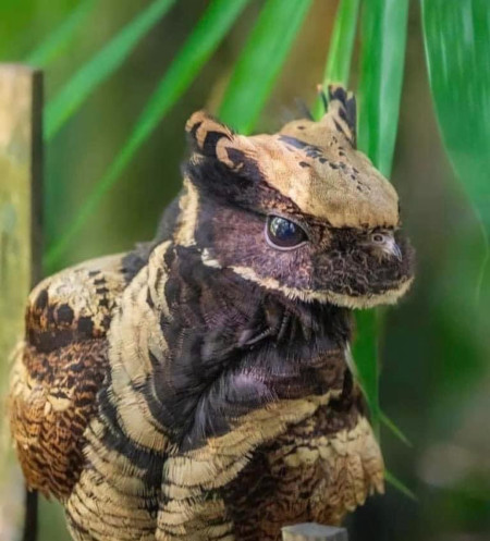 At an angle, this Great Eared Nightjar looks like a dragon